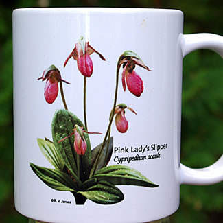 mug DS-063 Cypripedium acaule 7097.jpg